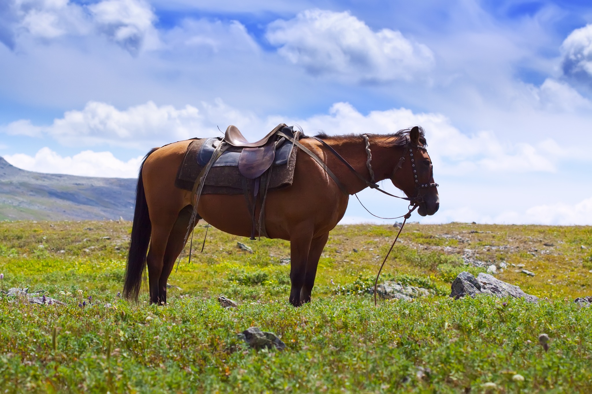 onde urto equine